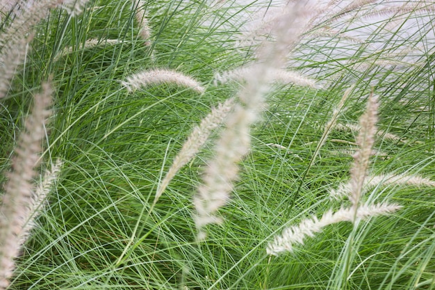 Priorità bassa del fiore dell&#39;erba in natura