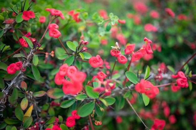 Priorità bassa del fiore rosso per lo più sfocata della corona di spine o pianta di Cristo che viene impollinata da un'ape Una foto appuntita di Euphorbia milii Des Moul