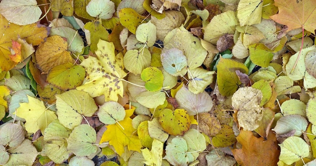 Priorità bassa del fondo delle foglie di autunno cadute