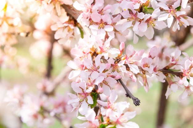 Priorità bassa dell&#39;albero dei fiori di ciliegia