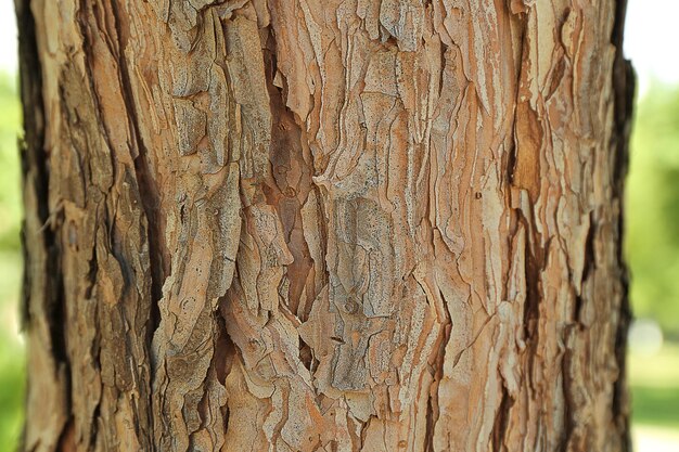 Priorità bassa dell'albero di corteccia