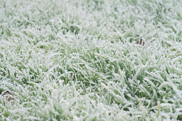 Priorità bassa dell'erba del gelo freddo invernale