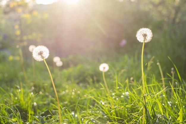 Priorità bassa dell'erba e dei denti di leone sotto il sole durante il tramonto