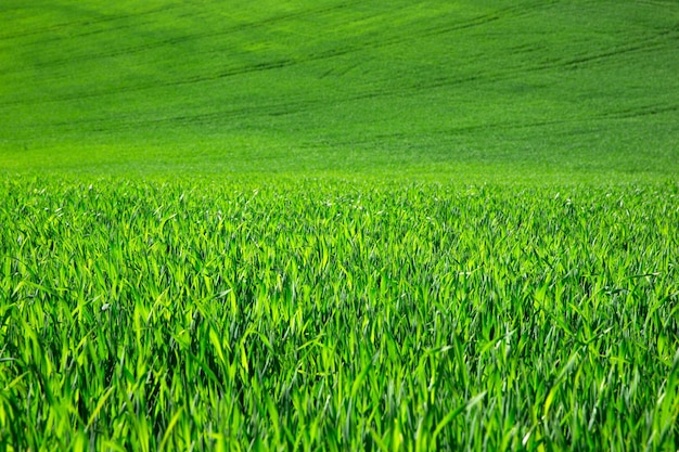 Priorità bassa dell'erba verde con il fuoco selettivo