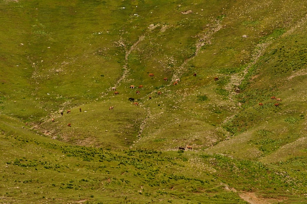 Priorità bassa della collina dell'erba verde della sorgente su cui pascolano i cavalli e le mucche