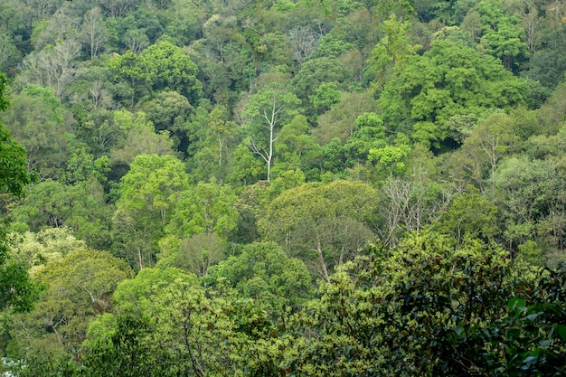 Priorità bassa della foresta albero verde