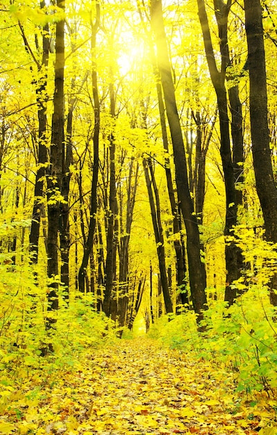 Priorità bassa della foresta di autunno in una giornata di sole