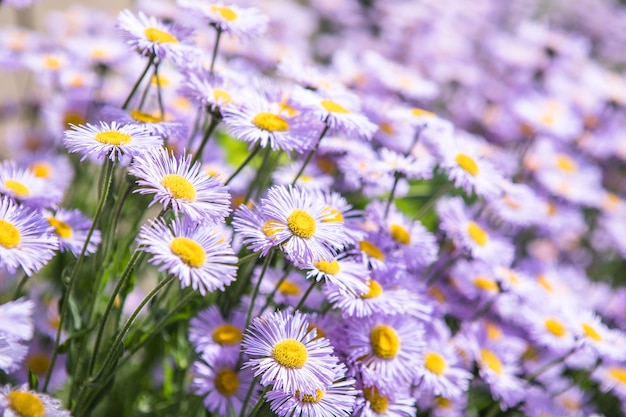 Priorità bassa della natura del fiore di alba viola Daisy. Camomilla prato primaverile