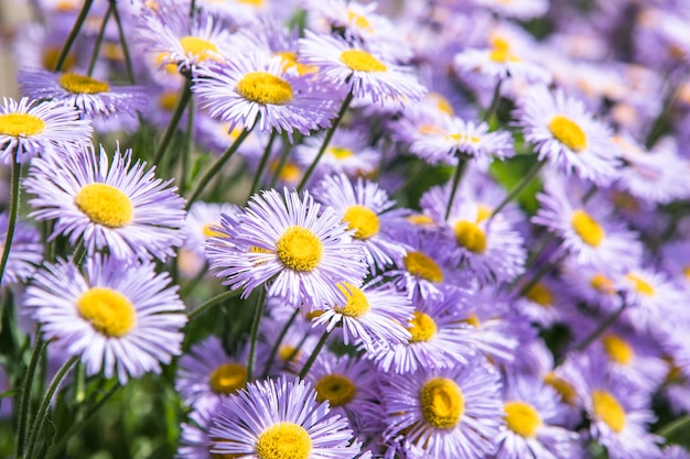 Priorità bassa della natura del fiore di alba viola Daisy. Camomilla prato primaverile