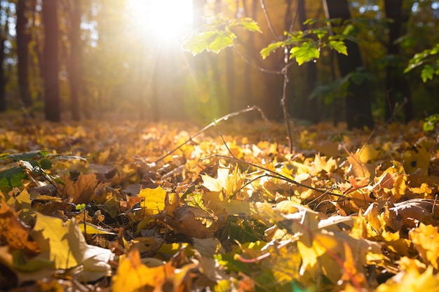 Priorità bassa della natura di autunno foglie gialle di autunno nella foresta soleggiata