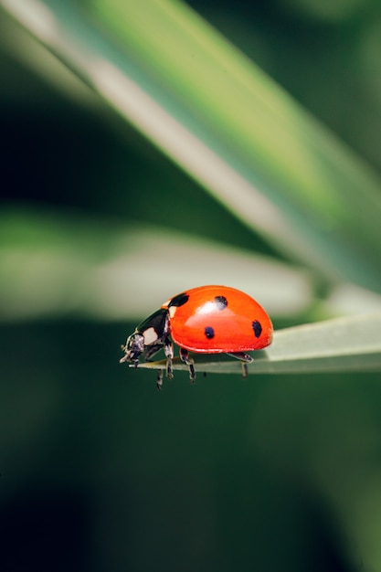 Priorità bassa della natura di primavera