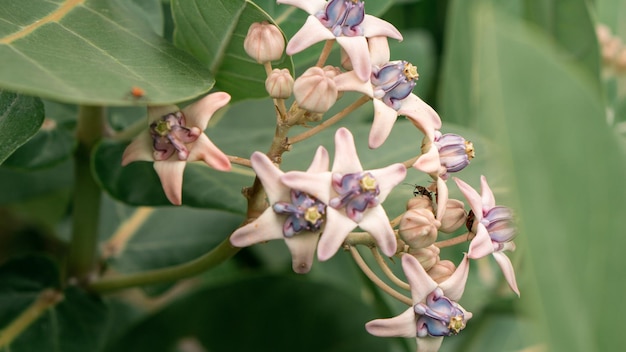 Priorità bassa della natura Purple Crown Flower Milkweed HD