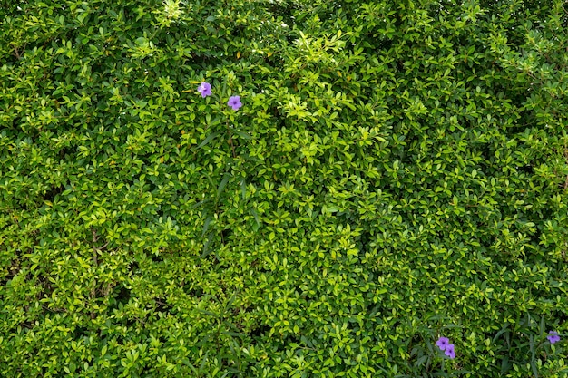 Priorità bassa della parete crescente di Ficus annulata