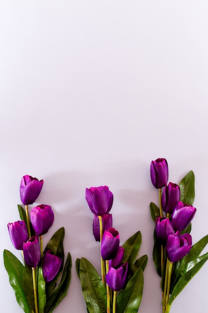 Priorità bassa della sorgente di fiori viola dei tulipani