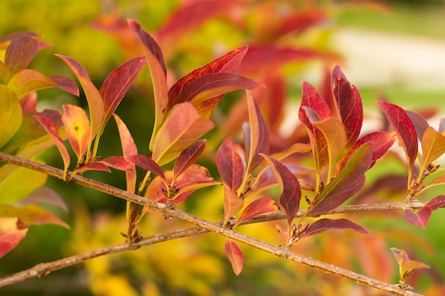 Priorità bassa delle foglie di autunno Yellowred