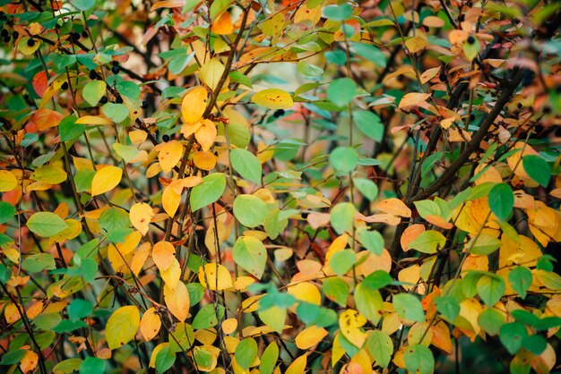 Priorità bassa di autunno del fogliame cotoneaster.