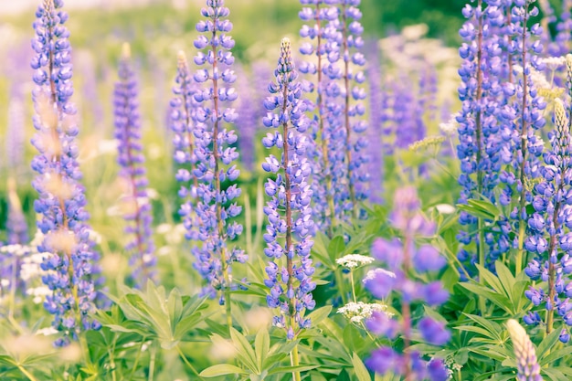 Priorità bassa di fioritura dei fiori dei lupini