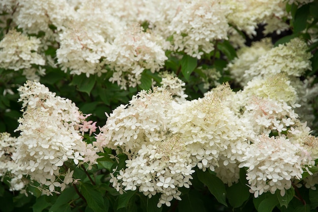 Priorità bassa di giorno di estate di fioritura dei cespugli di ortensie bianche e rosa