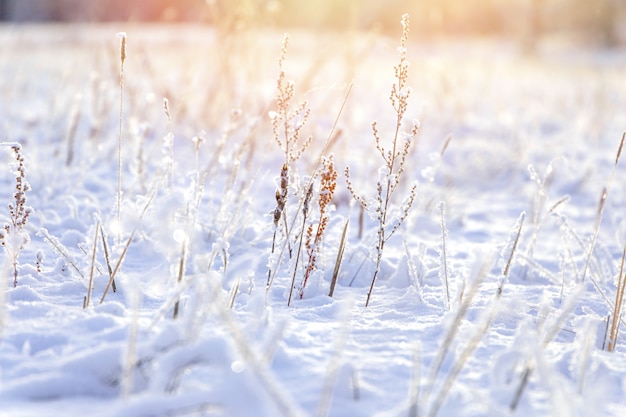 Priorità bassa di inverno, gelo di mattina sull'erba con lo spazio della copia