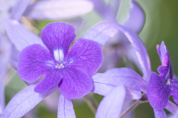 Priorità bassa di macro fiore viola