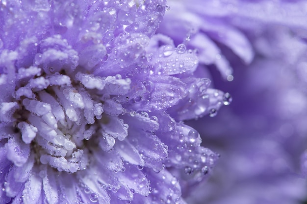 Priorità bassa di macro fiore viola