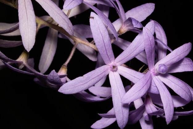 Priorità bassa di macro fiore viola