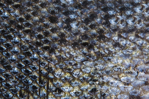 Priorità bassa di struttura del grunge di squame di pesce salmone