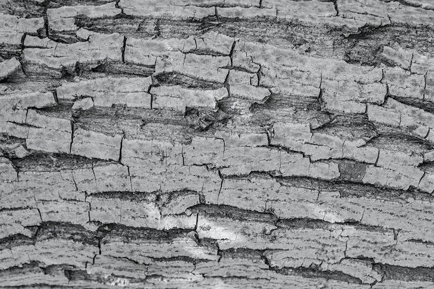 Priorità bassa di struttura della corteccia di albero. Tronco d'albero in legno vecchio modello strutturato