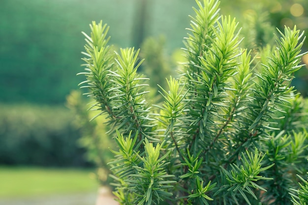 Priorità bassa di struttura di erbe di rosmarino verde fresco