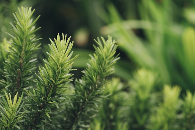 Priorità bassa di struttura di erbe di rosmarino verde fresco