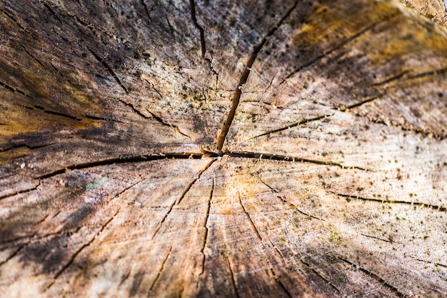 Priorità bassa di struttura di legno