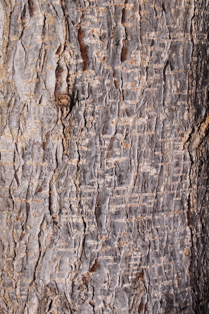 Priorità bassa di struttura tropicale dell'albero.