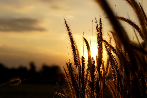 Priorità bassa di tramonto dell'erba dei fiori della siluetta