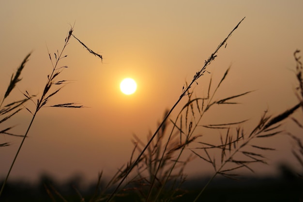 Priorità bassa di tramonto dell'erba dei fiori della siluetta