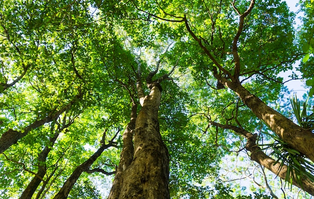 Priorità bassa di verde dell&#39;albero forestale.