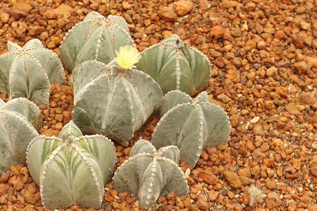 Priorità bassa di verde della natura del cactus