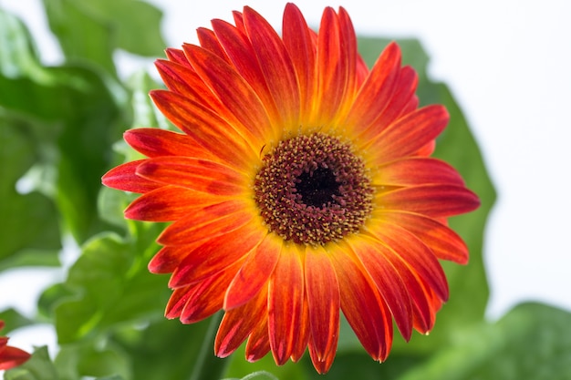 Priorità bassa e sorgente del fiore della gerbera