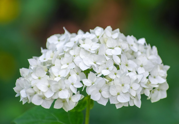 Priorità bassa floreale romantica tenera dei fiori bianchi dell'ortensia