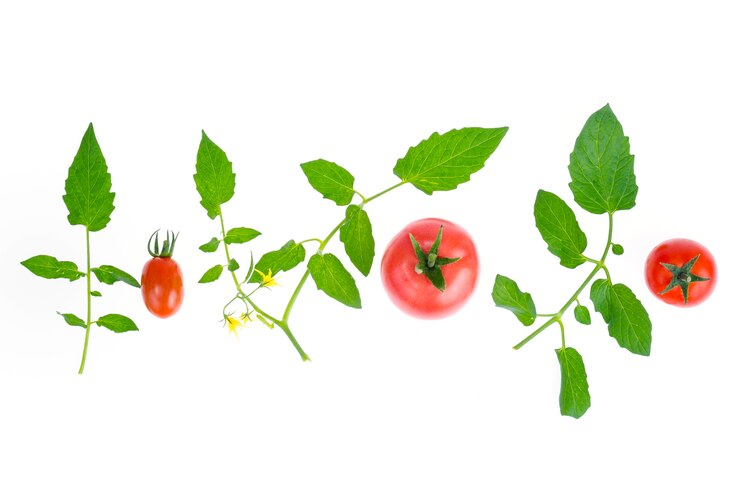 Priorità bassa fresca dei pomodori rossi e rosa