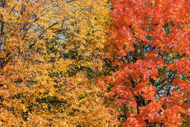 Priorità bassa gialla e rossa delle foglie di autunno