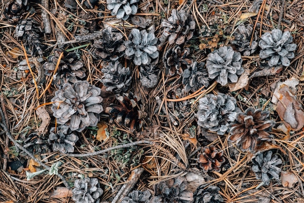 Priorità bassa grigia astratta della foresta. Modello organico naturale