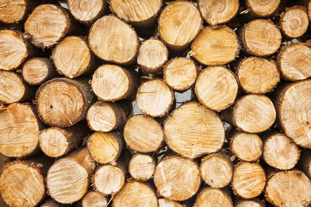 Priorità bassa impilata dei ceppi di legno dell'albero