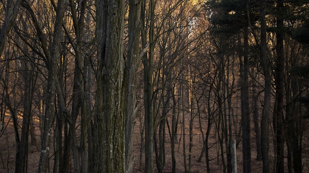 Priorità bassa soleggiata foresta grigia