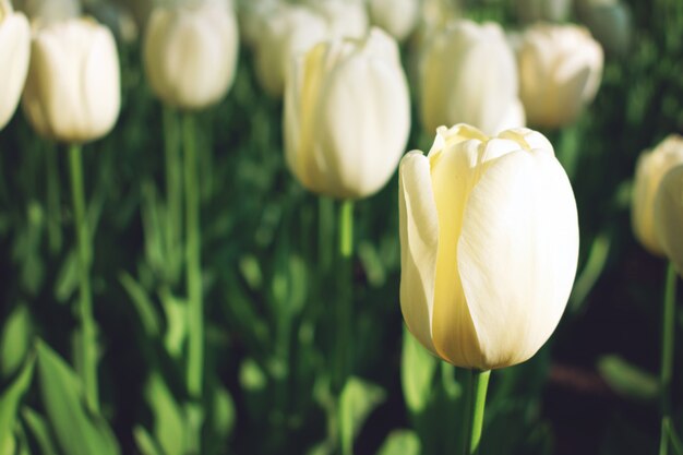 Priorità bassa variopinta luminosa dei tulipani, bandiera