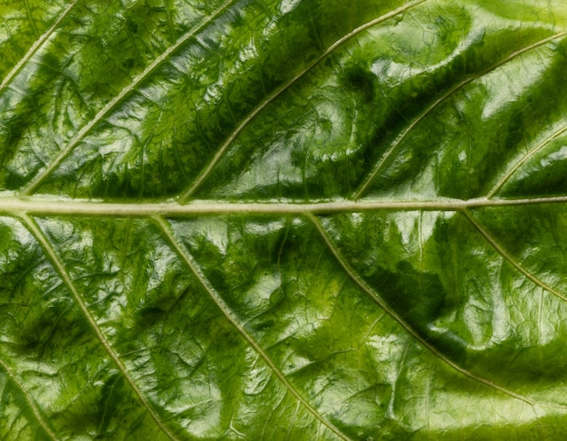 Priorità bassa verde astratta di struttura del foglio