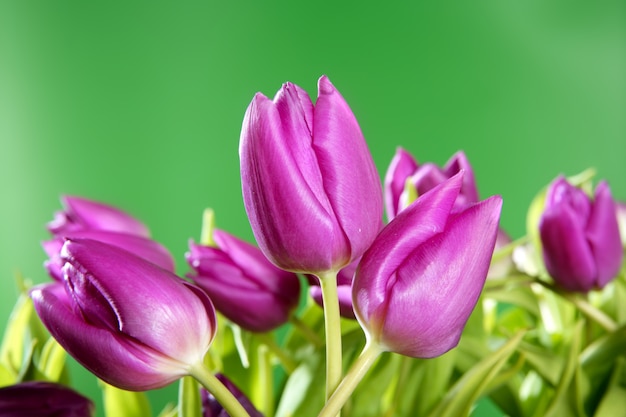 Priorità bassa verde chiaro dei fiori dentellare dei tulipani