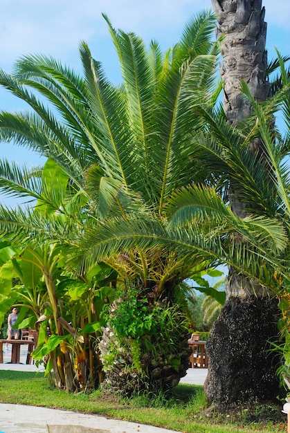 Priorità bassa verde dello ione verde delle belle palme. Vacanze e concetto di vacanza.