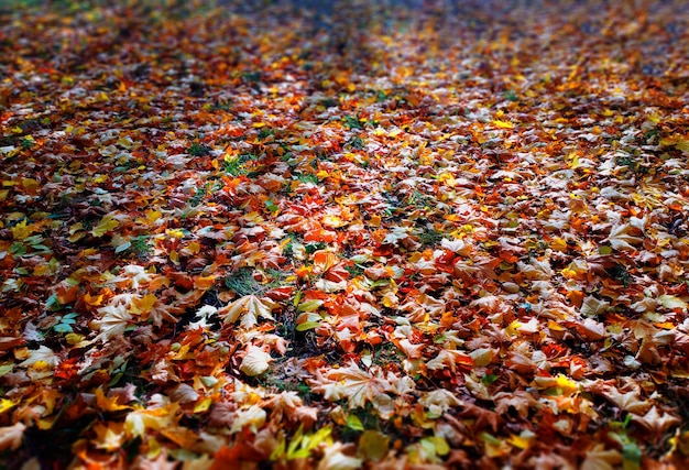 Priorità bassa vivida del bokeh del prato inglese di autunno