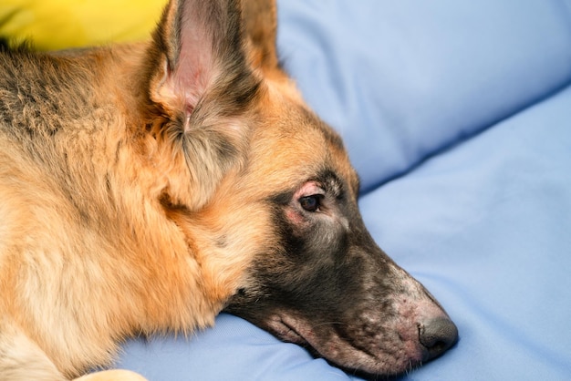 Problema della pelle del cane come la scabiesa