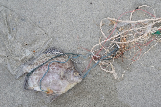 Problema di inquinamento plastico, pesce morto sulla spiaggia con immondizia di plastica sporca